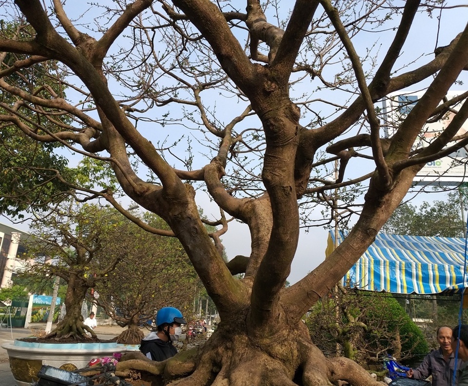 Cụ mai 100 tuổi được chào giá 2 tỷ đồng - 3 Cụ mai 100 tuổi được chào giá 2 tỷ đồng - 3
