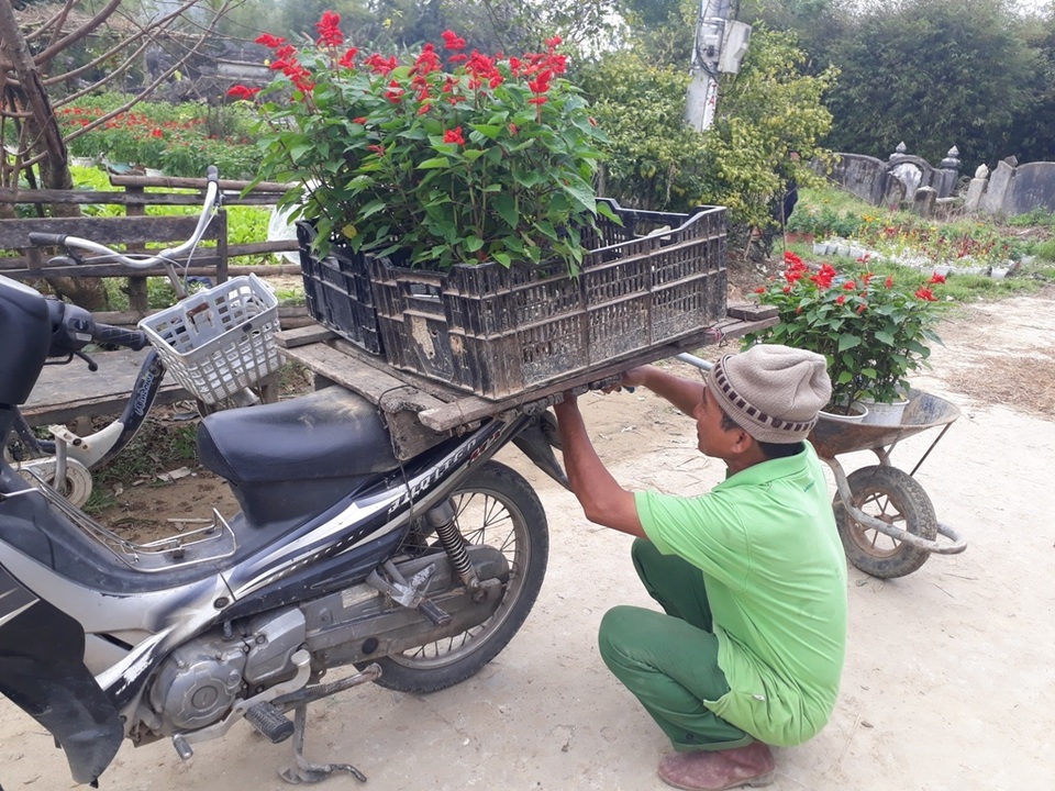 Hoa chet hon nua, lang hoa Tet lo vo tran ngay cuoi nam 3.jpg Hoa chet hon nua, lang hoa Tet lo vo tran ngay cuoi nam 3.jpg