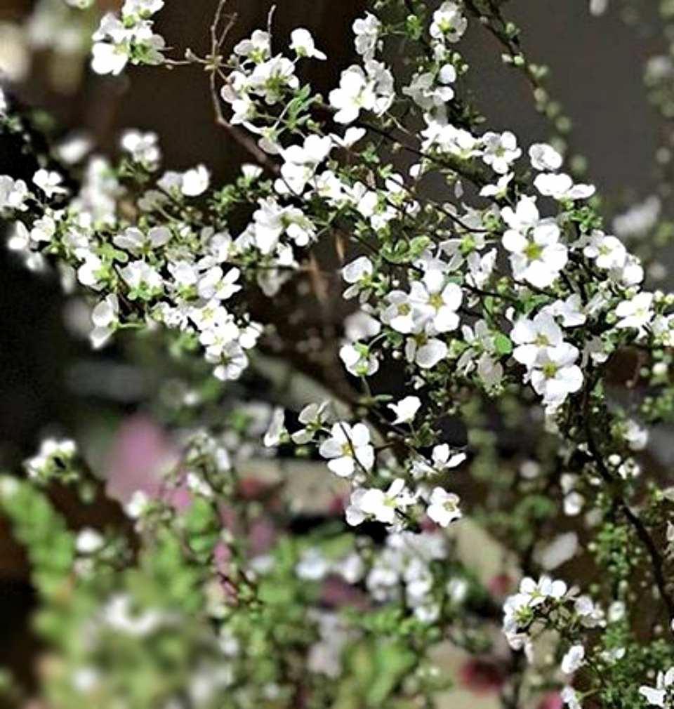 Hoa tuyết mai, đào mini, bonsai siêu nhỏ được dân chung cư chuộng chơi Tết sớm - 1 Hoa tuyết mai, đào mini, bonsai siêu nhỏ được dân chung cư chuộng chơi Tết sớm - 1