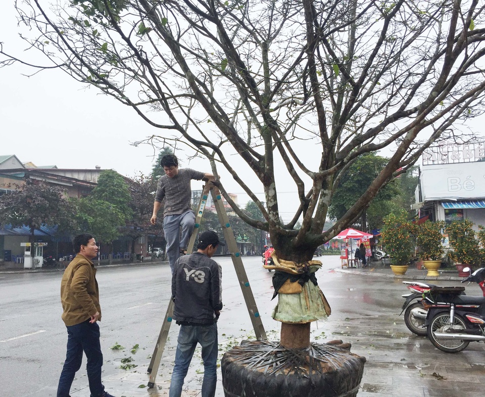 Ngắm “lão mai” có tuổi gần bằng cả đời người - 7