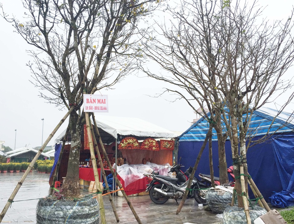 Ngắm “lão mai” có tuổi gần bằng cả đời người - 8