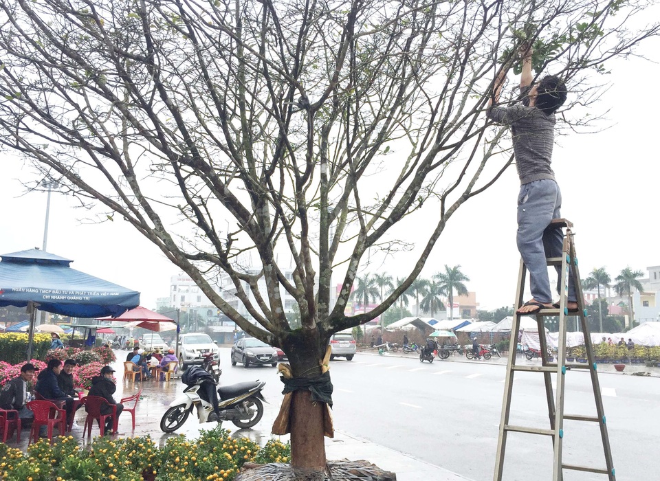 Ngắm “lão mai” có tuổi gần bằng cả đời người - 10