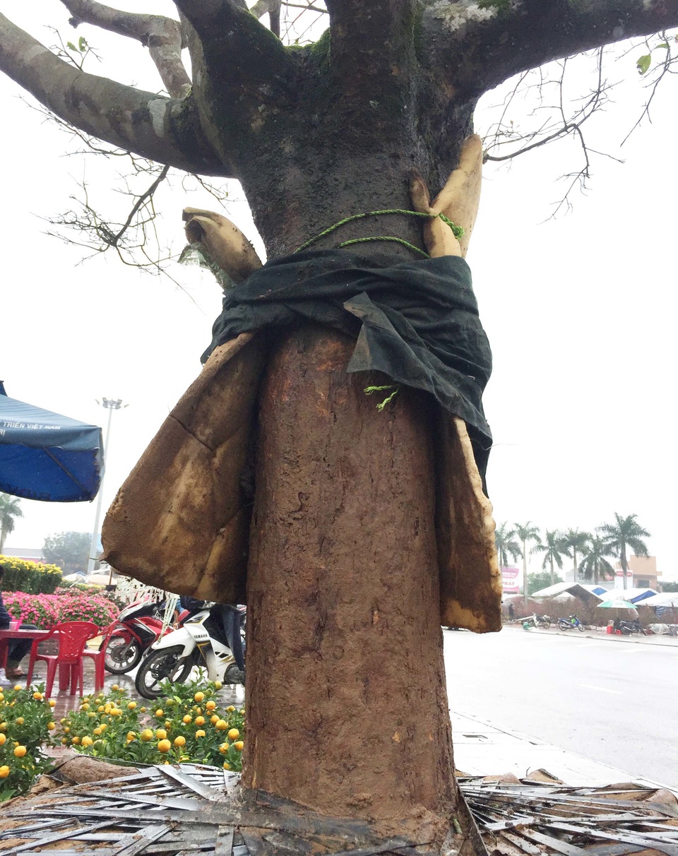 Ngắm “lão mai” có tuổi gần bằng cả đời người - 9