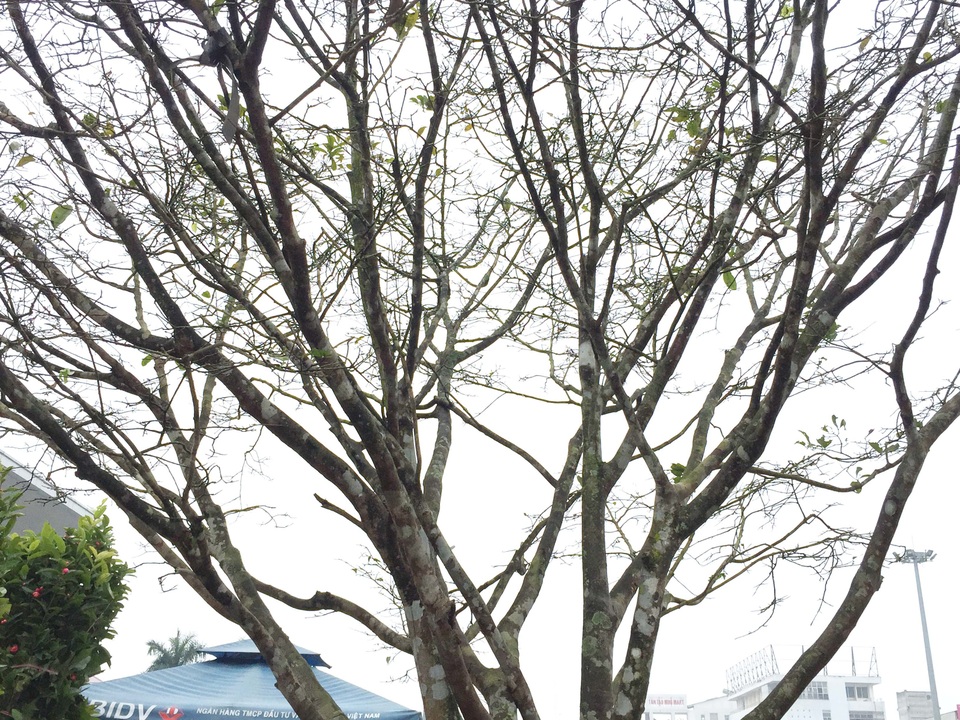 Ngắm “lão mai” có tuổi gần bằng cả đời người - 2