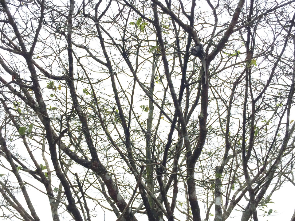 Ngắm “lão mai” có tuổi gần bằng cả đời người - 3