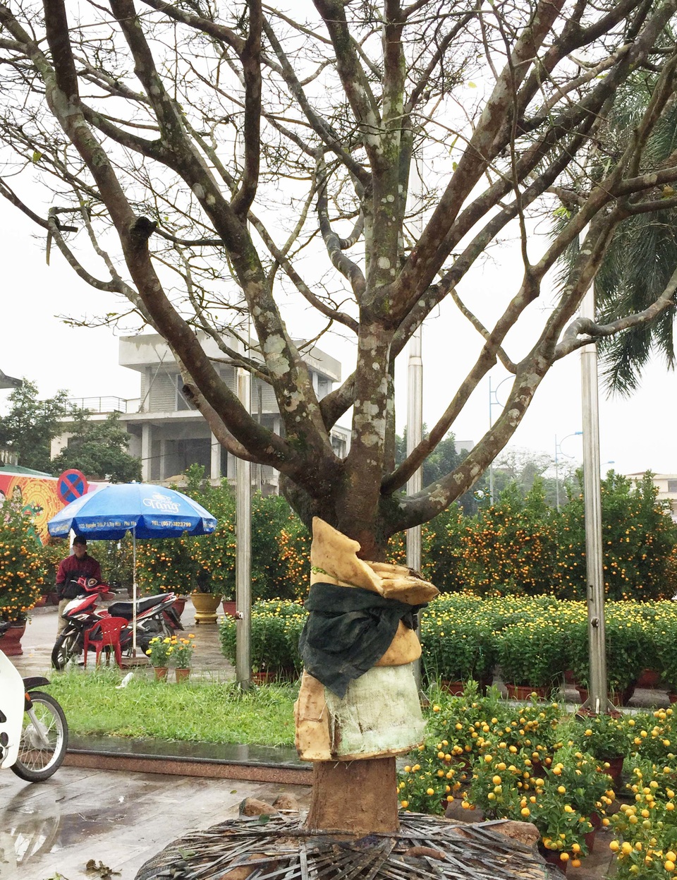 Ngắm “lão mai” có tuổi gần bằng cả đời người - 4