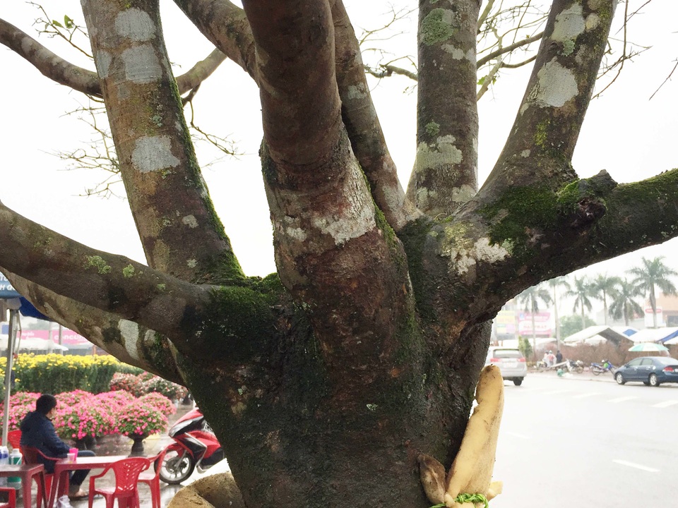 Ngắm “lão mai” có tuổi gần bằng cả đời người - 5