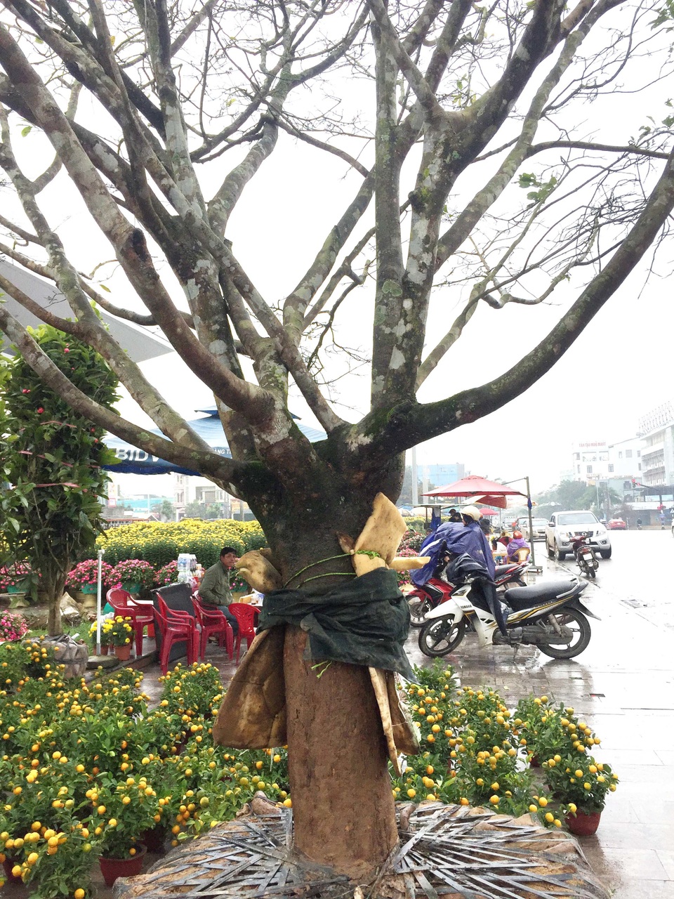 Ngắm “lão mai” có tuổi gần bằng cả đời người - 6