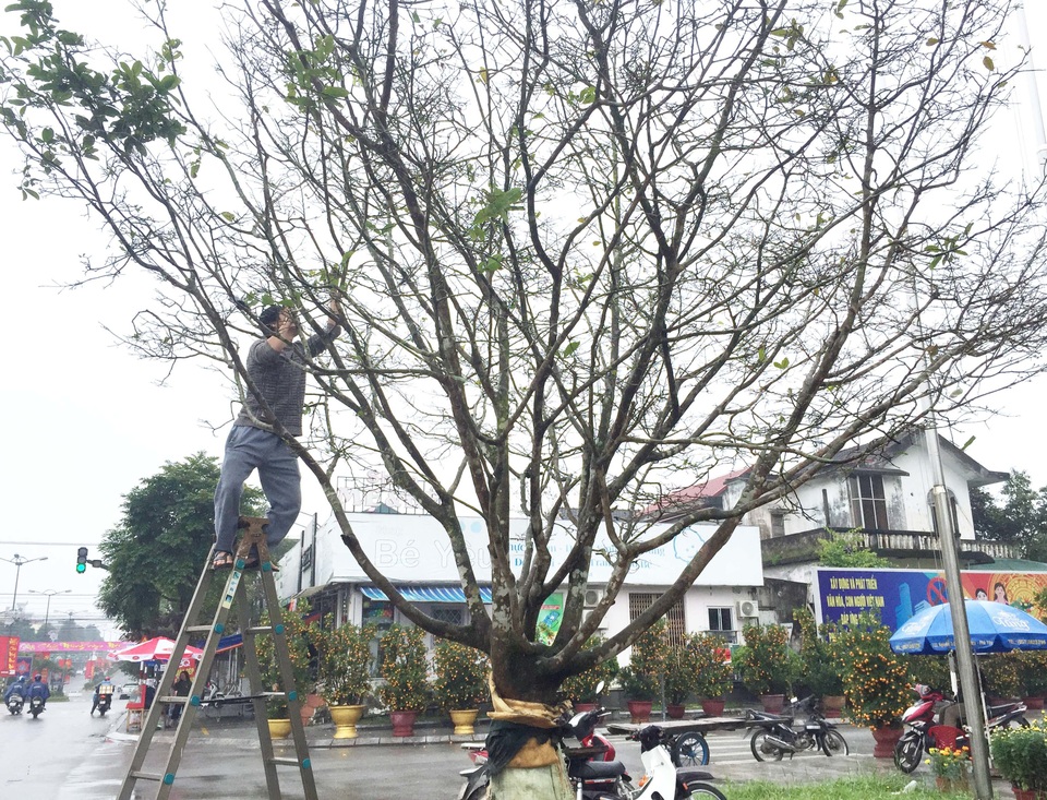 Ngắm “lão mai” có tuổi gần bằng cả đời người - 1