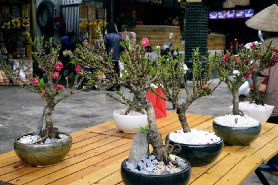 Tưởng mua được Đào Thất thốn giá rẻ, người Việt ngán ngẩm - 1 Tưởng mua được Đào Thất thốn giá rẻ, người Việt ngán ngẩm - 1