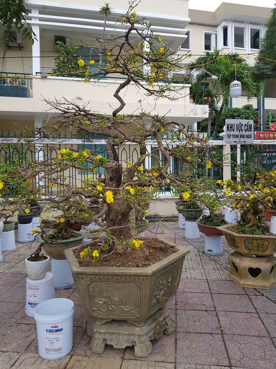 Cụ mai “khủng” hàng chục tuổi, đắt nhất Nha Trang giá 100 triệu đồng - 1 Cụ mai “khủng” hàng chục tuổi, đắt nhất Nha Trang giá 100 triệu đồng - 1