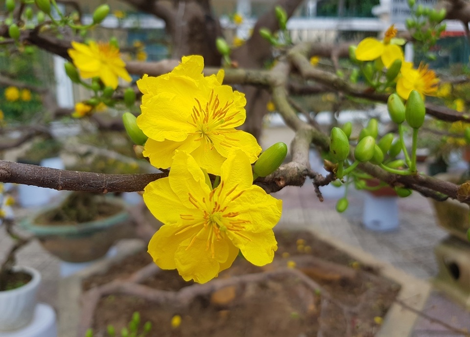 Cụ mai “khủng” hàng chục tuổi, đắt nhất Nha Trang giá 100 triệu đồng - 4 Cụ mai “khủng” hàng chục tuổi, đắt nhất Nha Trang giá 100 triệu đồng - 4