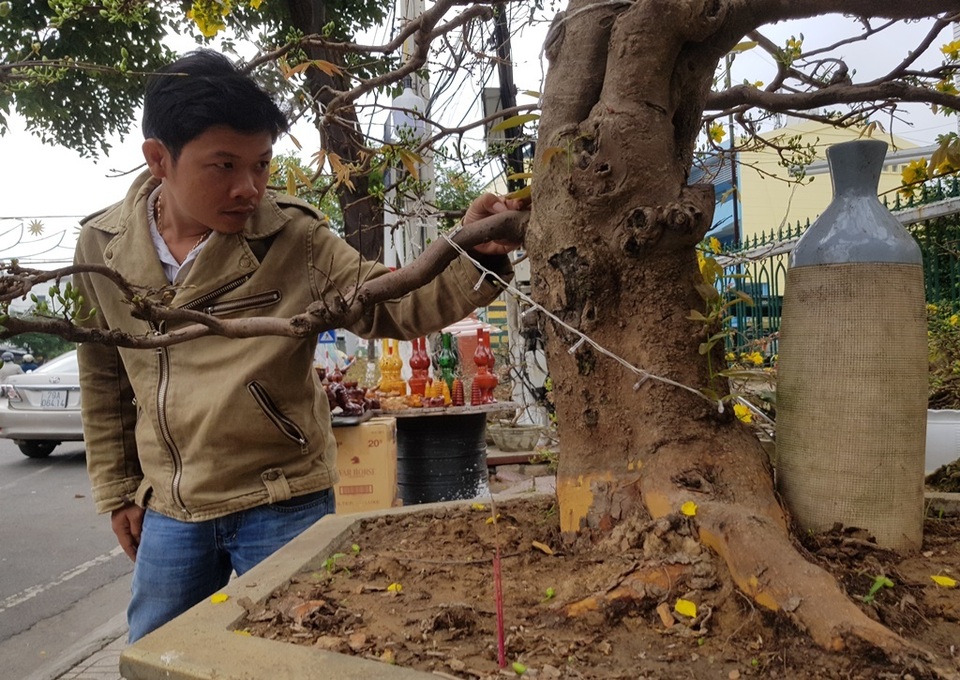 Cụ mai “khủng” hàng chục tuổi, đắt nhất Nha Trang giá 100 triệu đồng - 6 Cụ mai “khủng” hàng chục tuổi, đắt nhất Nha Trang giá 100 triệu đồng - 6