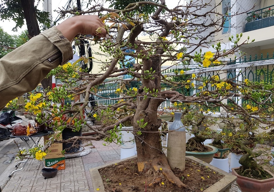 Cụ mai “khủng” hàng chục tuổi, đắt nhất Nha Trang giá 100 triệu đồng - 3 Cụ mai “khủng” hàng chục tuổi, đắt nhất Nha Trang giá 100 triệu đồng - 3