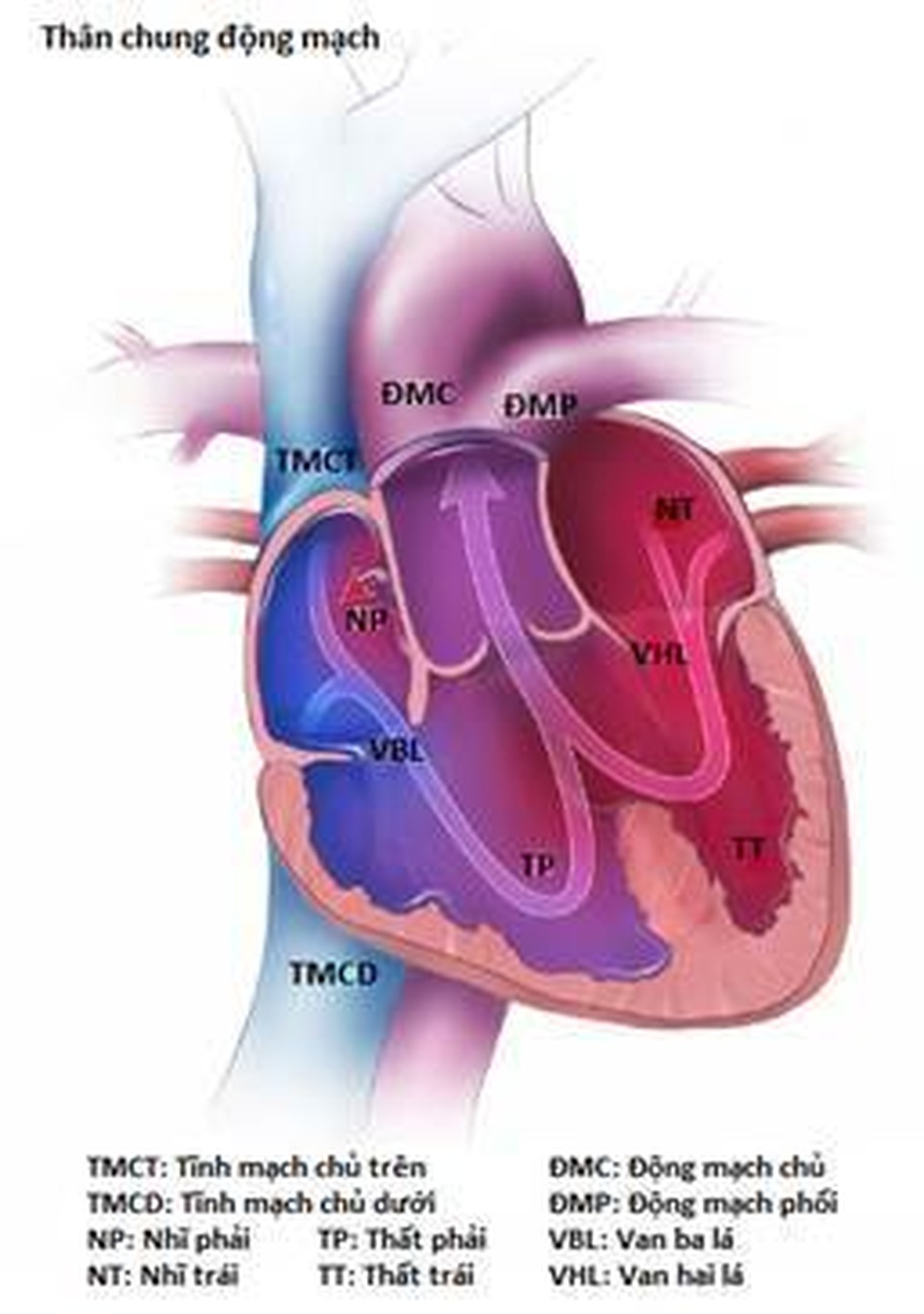 Thêm một em bé bị bệnh tim phức tạp được ‘tái sinh’ bằng kỹ thuật mổ tim không đau - 2 Thêm một em bé bị bệnh tim phức tạp được ‘tái sinh’ bằng kỹ thuật mổ tim không đau - 2