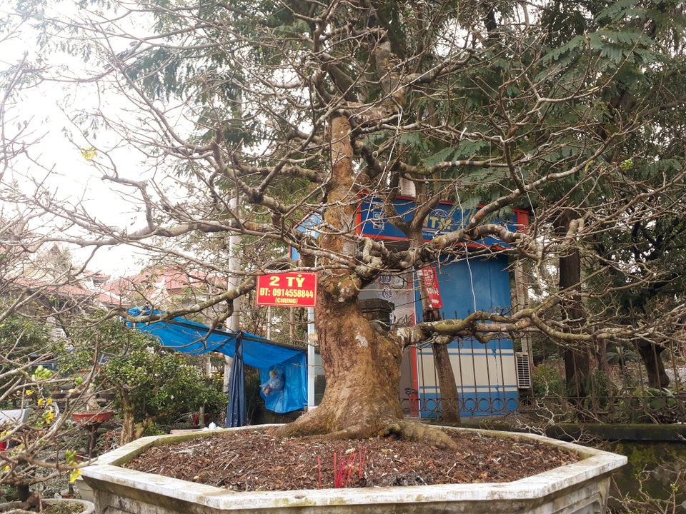 Kỳ lạ gốc mai cổ thụ 200 tuổi nở... đúng 1 bông, chào giá 2 tỷ đồng - 1 Kỳ lạ gốc mai cổ thụ 200 tuổi nở... đúng 1 bông, chào giá 2 tỷ đồng - 1