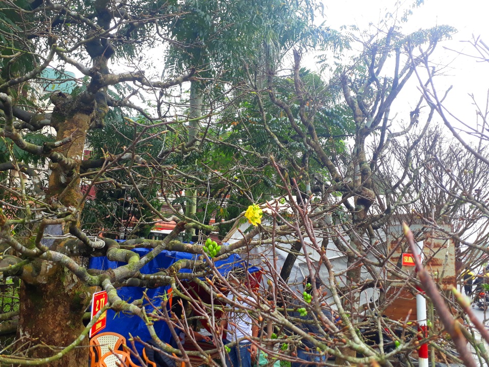 Kỳ lạ gốc mai cổ thụ 200 tuổi nở... đúng 1 bông, chào giá 2 tỷ đồng - 2 Kỳ lạ gốc mai cổ thụ 200 tuổi nở... đúng 1 bông, chào giá 2 tỷ đồng - 2