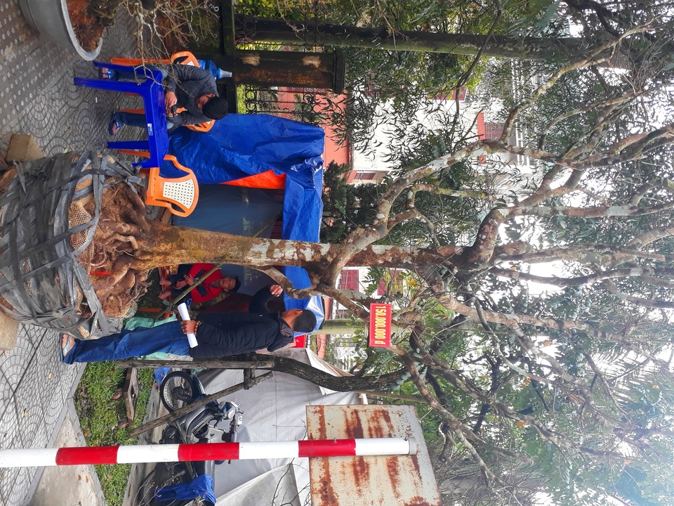 Kỳ lạ gốc mai cổ thụ 200 tuổi nở... đúng 1 bông, chào giá 2 tỷ đồng - 5 Kỳ lạ gốc mai cổ thụ 200 tuổi nở... đúng 1 bông, chào giá 2 tỷ đồng - 5