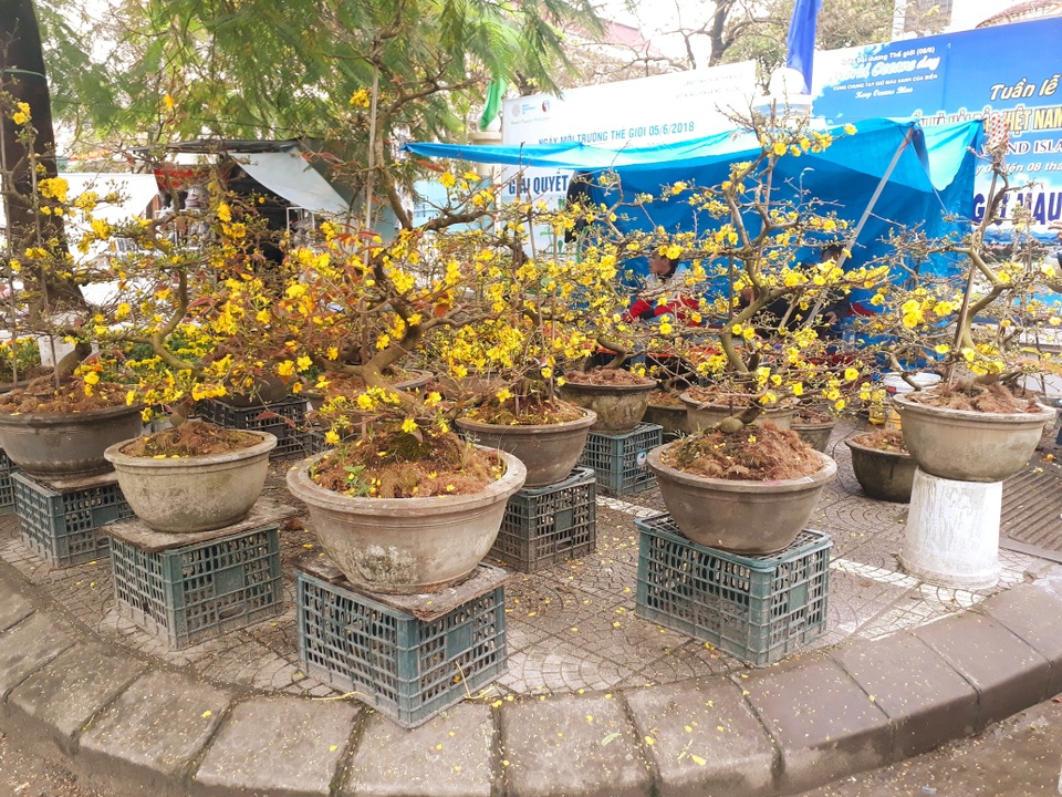 Kỳ lạ gốc mai cổ thụ 200 tuổi nở... đúng 1 bông, chào giá 2 tỷ đồng - 6 Kỳ lạ gốc mai cổ thụ 200 tuổi nở... đúng 1 bông, chào giá 2 tỷ đồng - 6