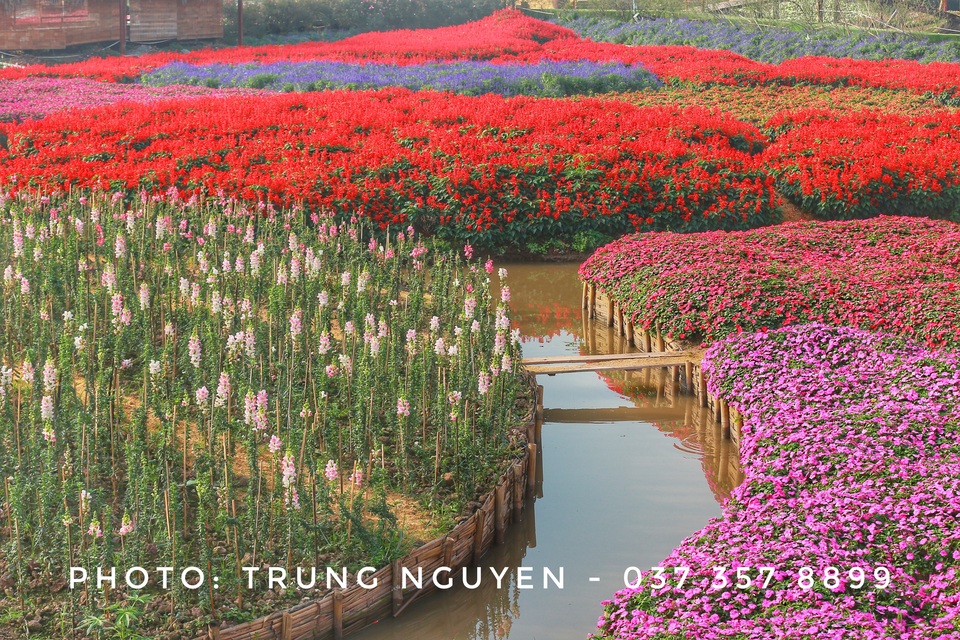 Đến thung lũng hoa hồ Tây thưởng hoa “3D”, bơi thuyền ngắm cá Akikoi - 2 Đến thung lũng hoa hồ Tây thưởng hoa “3D”, bơi thuyền ngắm cá Akikoi - 2