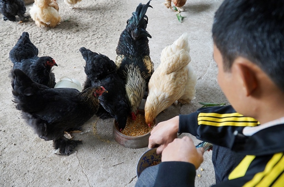 Gà kỳ lân khổng lồ được nhà giàu tìm mua chơi Tết - 8 Gà kỳ lân khổng lồ được nhà giàu tìm mua chơi Tết - 8