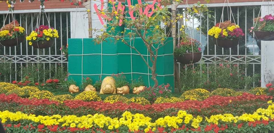 Con đường hoa xuân độc đáo Thành Vinh - 12