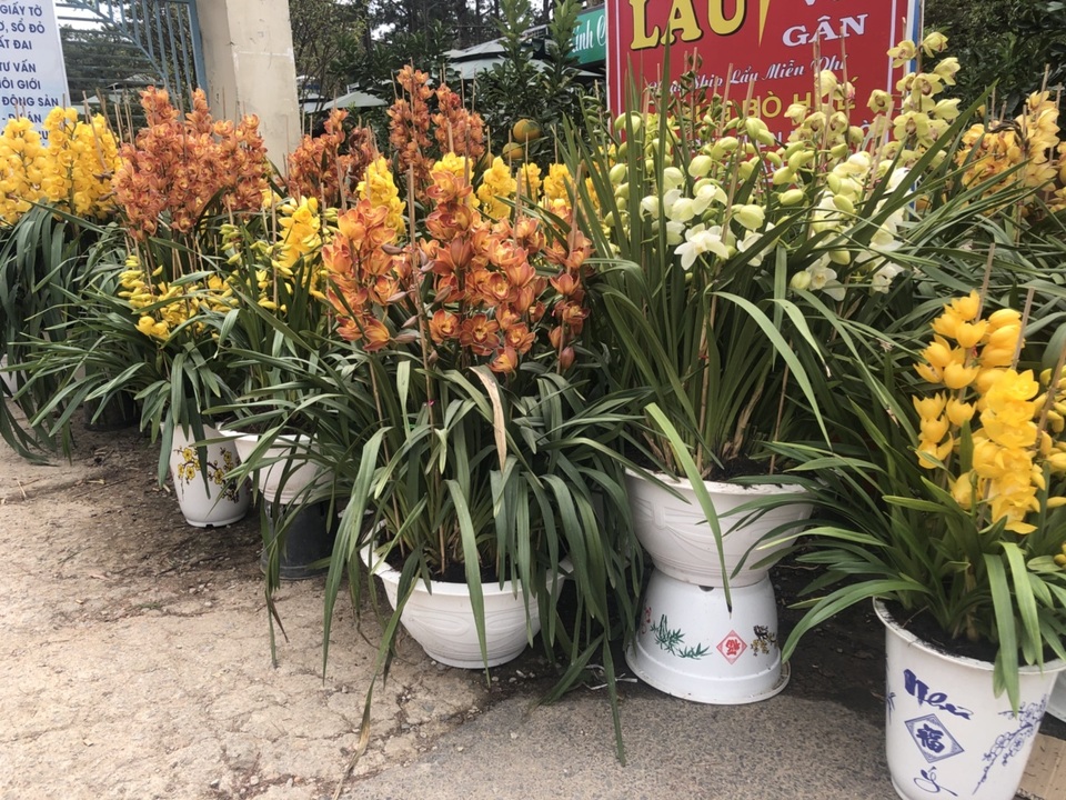 Đà Lạt: Kiếm tiền triệu nhờ ghép lan cảnh ngày Tết - 2 Đà Lạt: Kiếm tiền triệu nhờ ghép lan cảnh ngày Tết - 2
