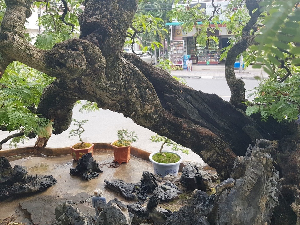 Cụ me cổ thụ 100 tuổi, giá cao ngất ngưởng 1,2 tỷ đồng ở Nha Trang - 8 Cụ me cổ thụ 100 tuổi, giá cao ngất ngưởng 1,2 tỷ đồng ở Nha Trang - 8