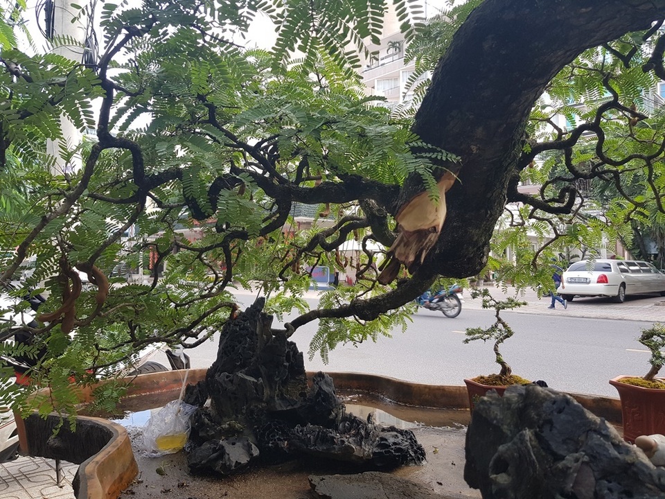 Cụ me cổ thụ 100 tuổi, giá cao ngất ngưởng 1,2 tỷ đồng ở Nha Trang - 5 Cụ me cổ thụ 100 tuổi, giá cao ngất ngưởng 1,2 tỷ đồng ở Nha Trang - 5