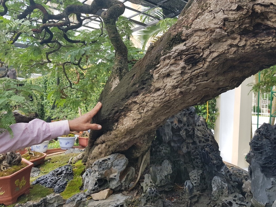Cụ me cổ thụ 100 tuổi, giá cao ngất ngưởng 1,2 tỷ đồng ở Nha Trang - 6 Cụ me cổ thụ 100 tuổi, giá cao ngất ngưởng 1,2 tỷ đồng ở Nha Trang - 6