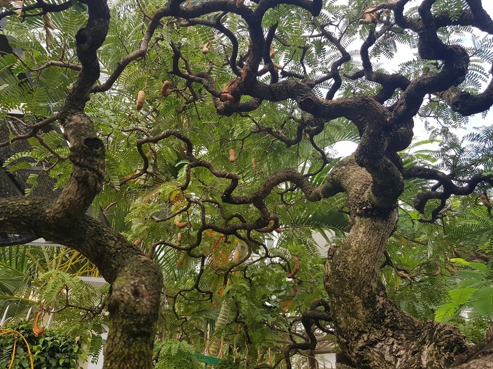 Cụ me cổ thụ 100 tuổi, giá cao ngất ngưởng 1,2 tỷ đồng ở Nha Trang - 4 Cụ me cổ thụ 100 tuổi, giá cao ngất ngưởng 1,2 tỷ đồng ở Nha Trang - 4