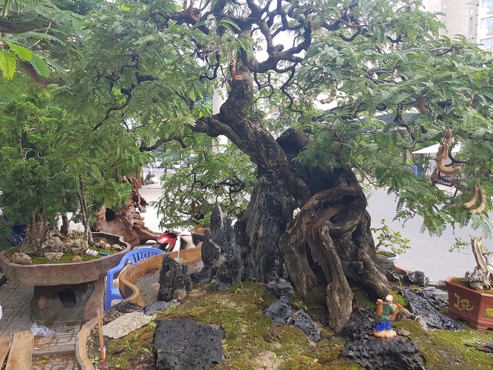 Cụ me cổ thụ 100 tuổi, giá cao ngất ngưởng 1,2 tỷ đồng ở Nha Trang - 3 Cụ me cổ thụ 100 tuổi, giá cao ngất ngưởng 1,2 tỷ đồng ở Nha Trang - 3