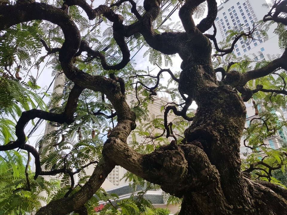Cụ me cổ thụ 100 tuổi, giá cao ngất ngưởng 1,2 tỷ đồng ở Nha Trang - 7 Cụ me cổ thụ 100 tuổi, giá cao ngất ngưởng 1,2 tỷ đồng ở Nha Trang - 7