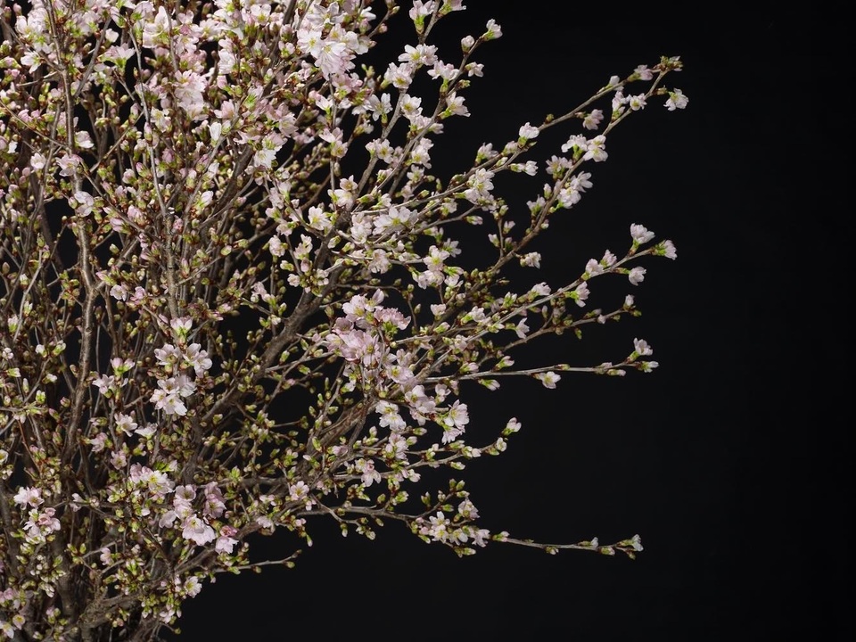 anhdaosakura3.jpeg anhdaosakura3.jpeg