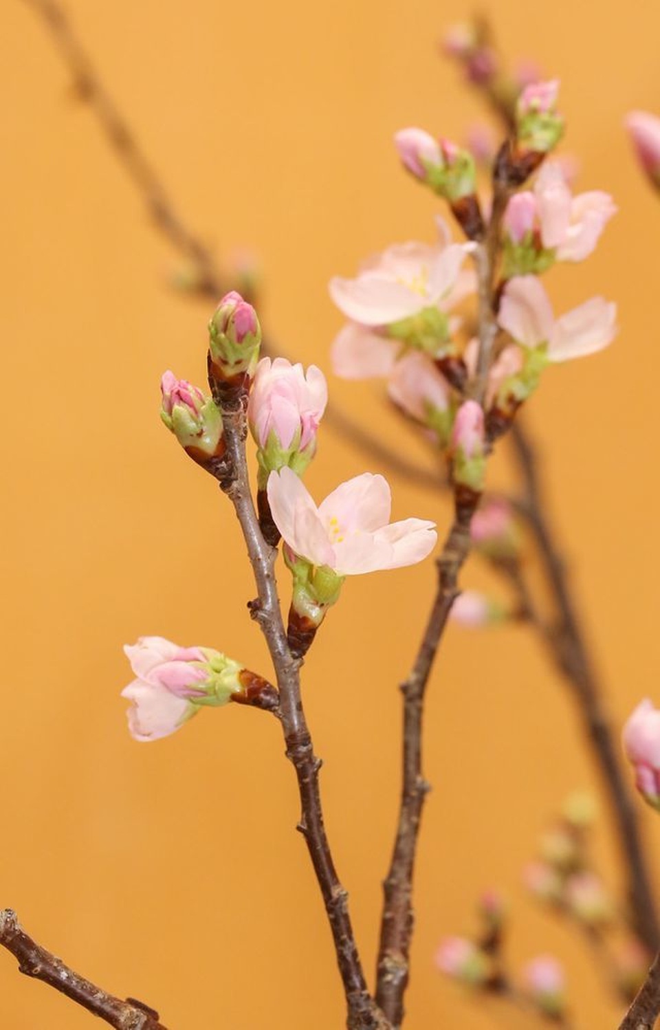 anhdaosakura8.jpg anhdaosakura8.jpg
