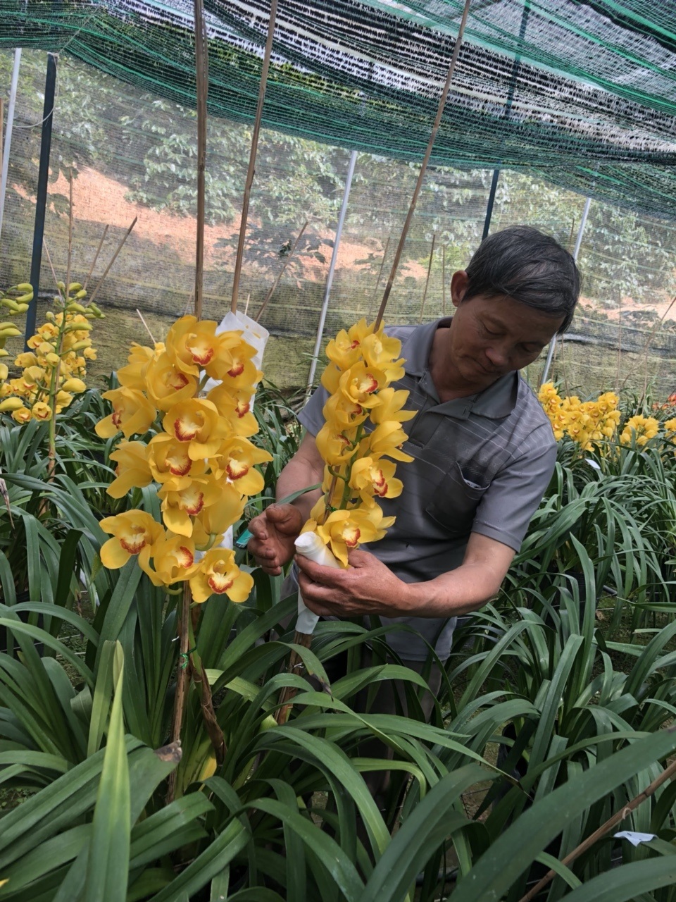 Đà Lạt: Kiếm tiền triệu nhờ ghép lan cảnh ngày Tết - 1 Đà Lạt: Kiếm tiền triệu nhờ ghép lan cảnh ngày Tết - 1