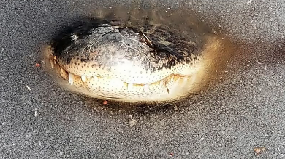 Kì lạ hiện tượng cá sấu “ngủ đông” ở Mỹ - 1 Kì lạ hiện tượng cá sấu “ngủ đông” ở Mỹ - 1