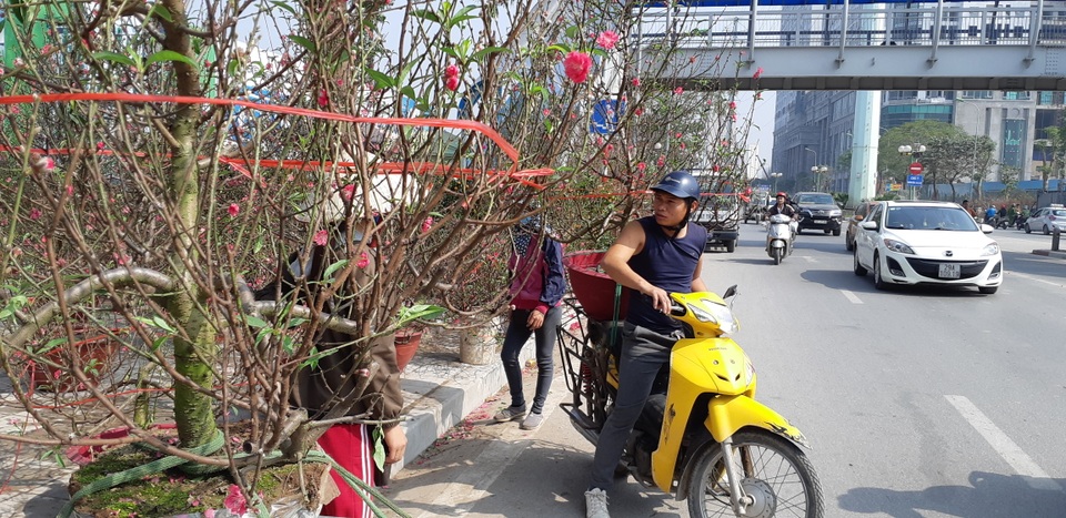Cận Tết, thợ chở mai, quất, đào chạy sô, kiếm bộn tiền không hết việc - 4 Cận Tết, thợ chở mai, quất, đào chạy sô, kiếm bộn tiền không hết việc - 4