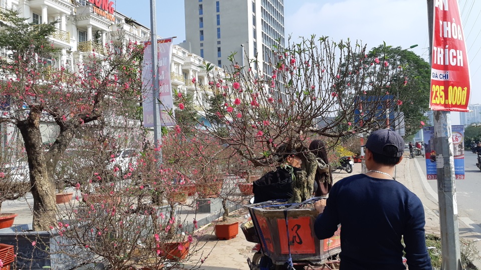 Cận Tết, thợ chở mai, quất, đào chạy sô, kiếm bộn tiền không hết việc - 2 Cận Tết, thợ chở mai, quất, đào chạy sô, kiếm bộn tiền không hết việc - 2