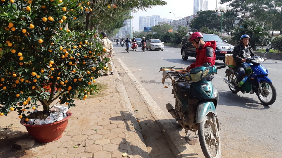 Cận Tết, thợ chở mai, quất, đào chạy sô, kiếm bộn tiền không hết việc - 5 Cận Tết, thợ chở mai, quất, đào chạy sô, kiếm bộn tiền không hết việc - 5