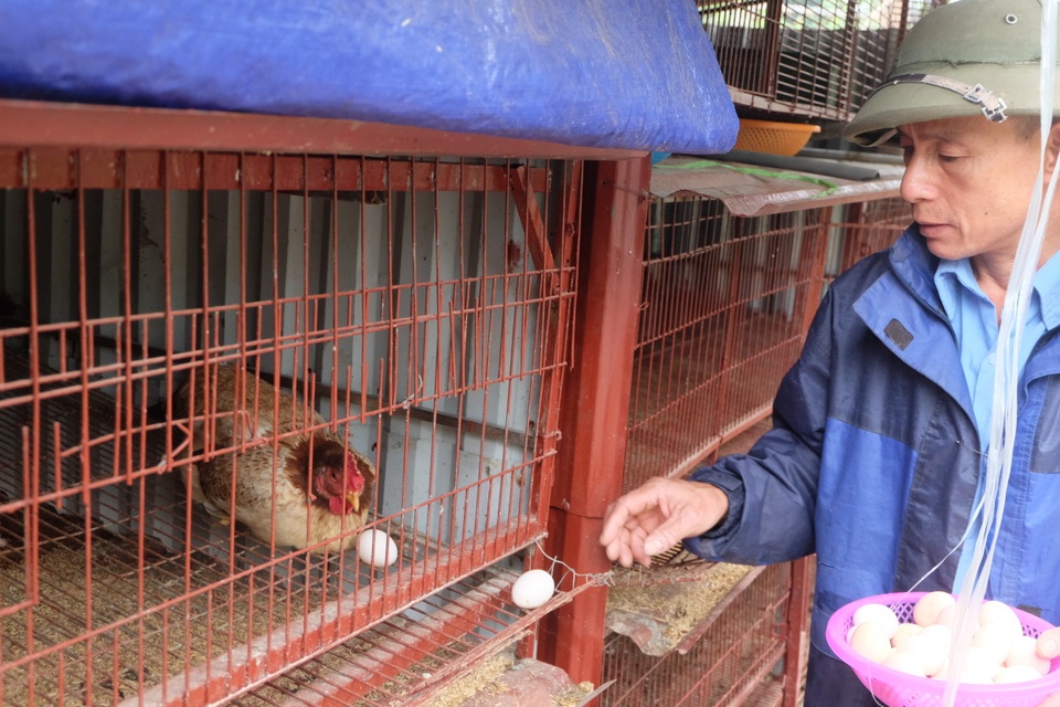Gà ăn thuốc quý, nằm lò sưởi: Hàng hiếm ăn Tết, đại gia lùng mua - 5 Gà ăn thuốc quý, nằm lò sưởi: Hàng hiếm ăn Tết, đại gia lùng mua - 5