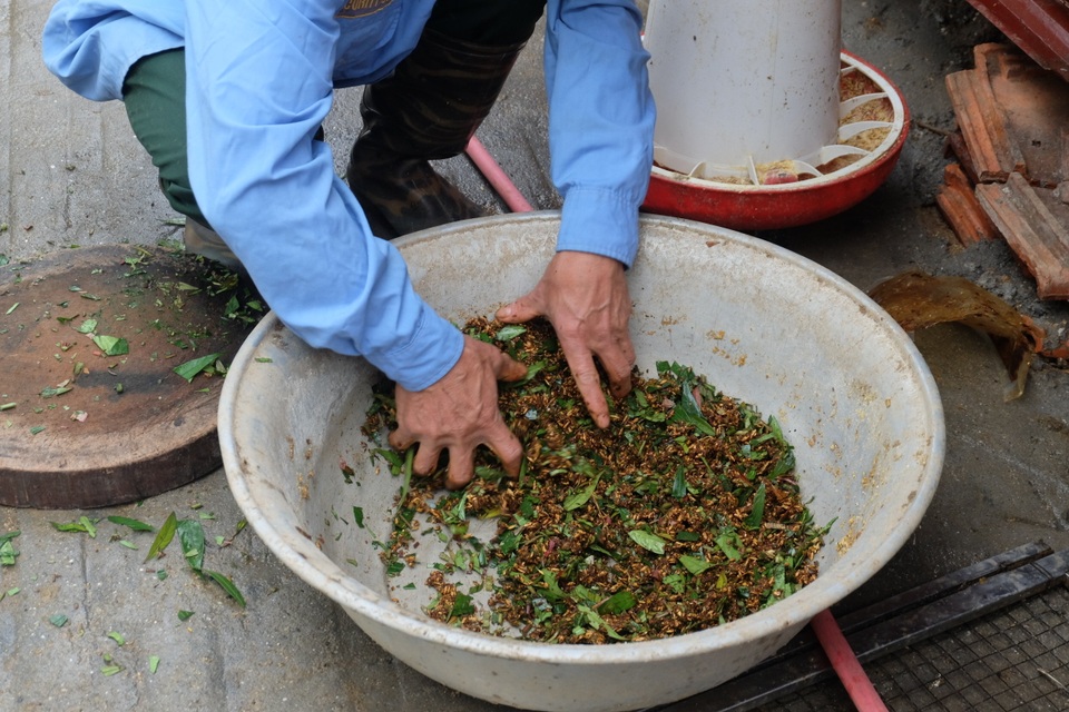 Gà ăn thuốc quý, nằm lò sưởi: Hàng hiếm ăn Tết, đại gia lùng mua - 3 Gà ăn thuốc quý, nằm lò sưởi: Hàng hiếm ăn Tết, đại gia lùng mua - 3