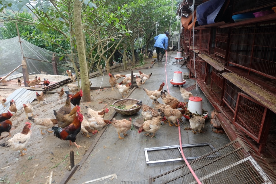 Gà ăn thuốc quý, nằm lò sưởi: Hàng hiếm ăn Tết, đại gia lùng mua - 1 Gà ăn thuốc quý, nằm lò sưởi: Hàng hiếm ăn Tết, đại gia lùng mua - 1