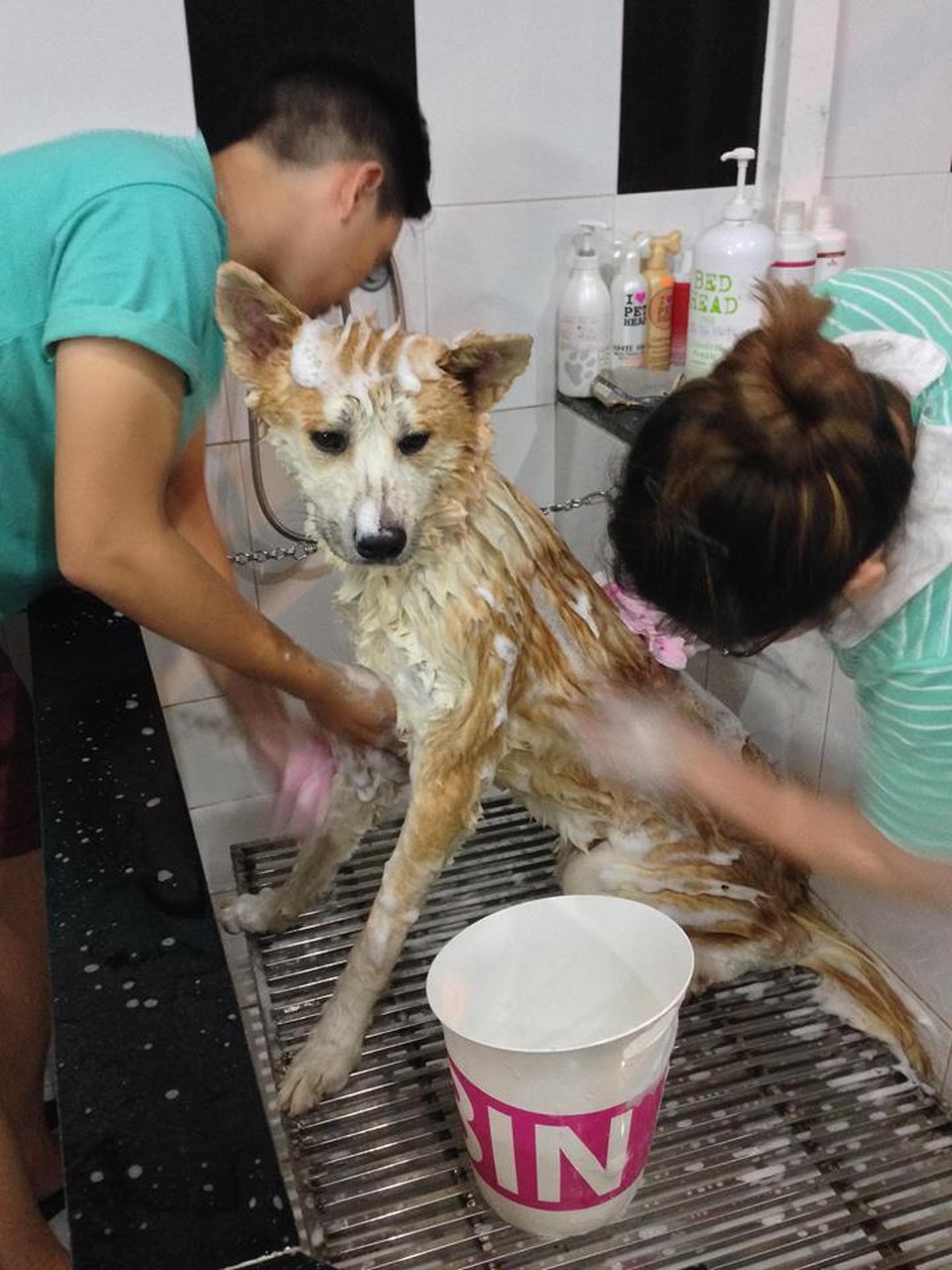 Khóc ròng vì bỏ tiền triệu cũng không có chỗ gửi thú cưng dịp Tết - 4 Khóc ròng vì bỏ tiền triệu cũng không có chỗ gửi thú cưng dịp Tết - 4