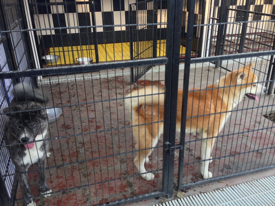 Khóc ròng vì bỏ tiền triệu cũng không có chỗ gửi thú cưng dịp Tết - 2 Khóc ròng vì bỏ tiền triệu cũng không có chỗ gửi thú cưng dịp Tết - 2