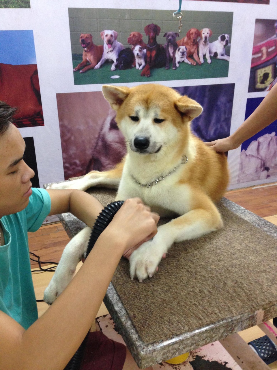 Khóc ròng vì bỏ tiền triệu cũng không có chỗ gửi thú cưng dịp Tết - 3 Khóc ròng vì bỏ tiền triệu cũng không có chỗ gửi thú cưng dịp Tết - 3