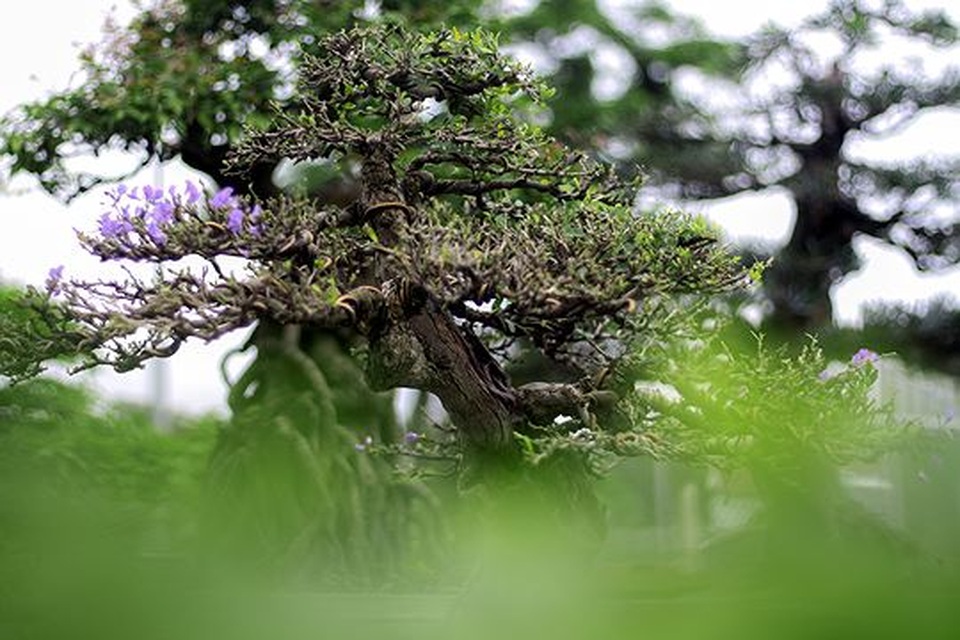 Ngắm vườn bonsai cực chất giá trăm tỷ đồng ở Bình Định - 11 Ngắm vườn bonsai cực chất giá trăm tỷ đồng ở Bình Định - 11