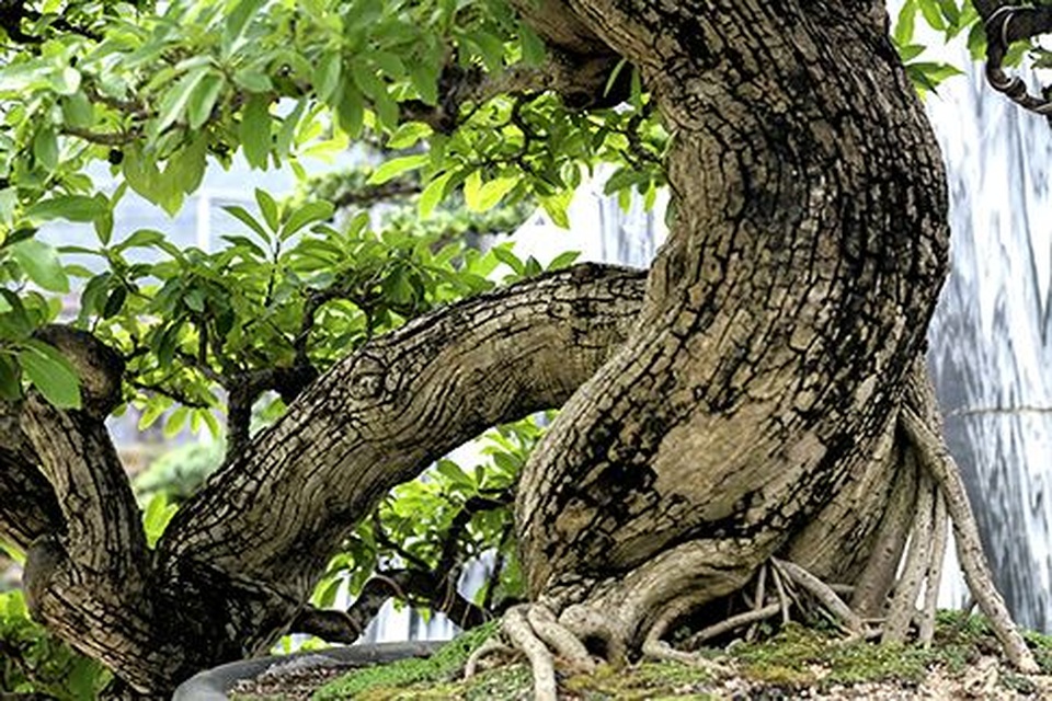 Ngắm vườn bonsai cực chất giá trăm tỷ đồng ở Bình Định - 2 Ngắm vườn bonsai cực chất giá trăm tỷ đồng ở Bình Định - 2