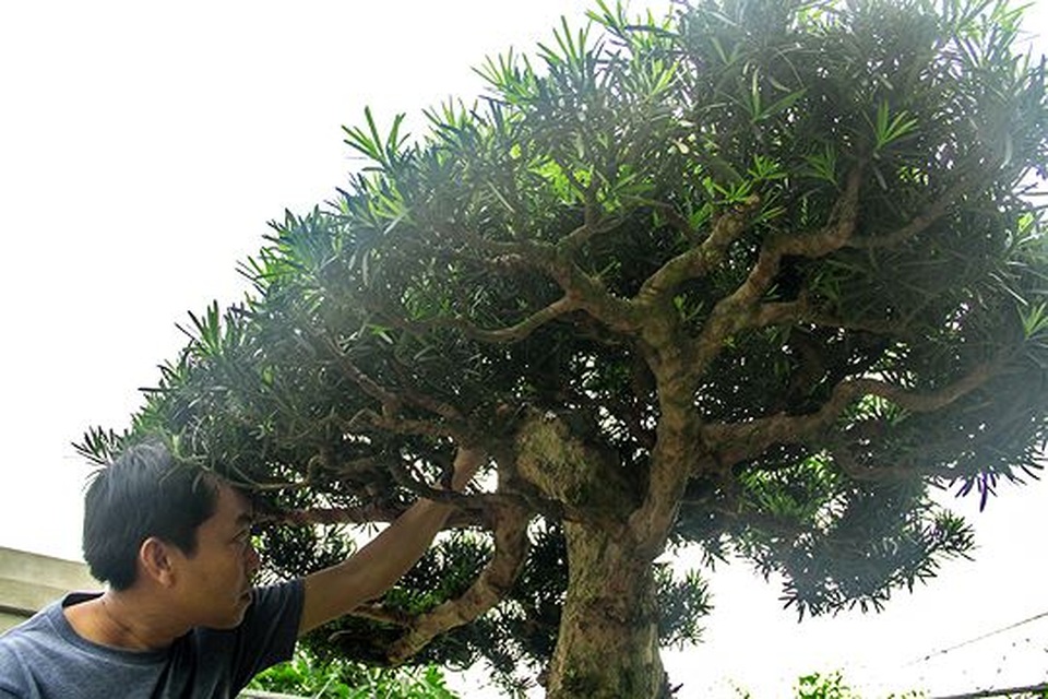 Ngắm vườn bonsai cực chất giá trăm tỷ đồng ở Bình Định - 3 Ngắm vườn bonsai cực chất giá trăm tỷ đồng ở Bình Định - 3