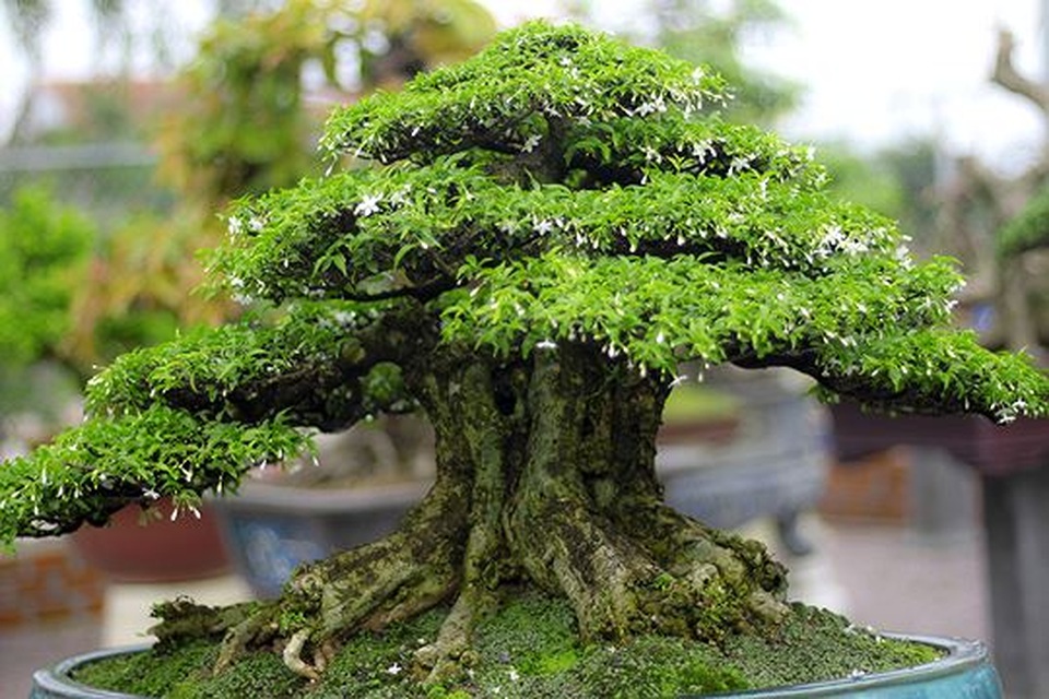 Ngắm vườn bonsai cực chất giá trăm tỷ đồng ở Bình Định - 4 Ngắm vườn bonsai cực chất giá trăm tỷ đồng ở Bình Định - 4